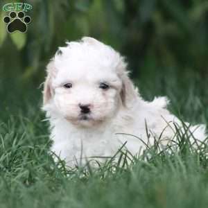 Caroline, Toy Poodle Mix Puppy
